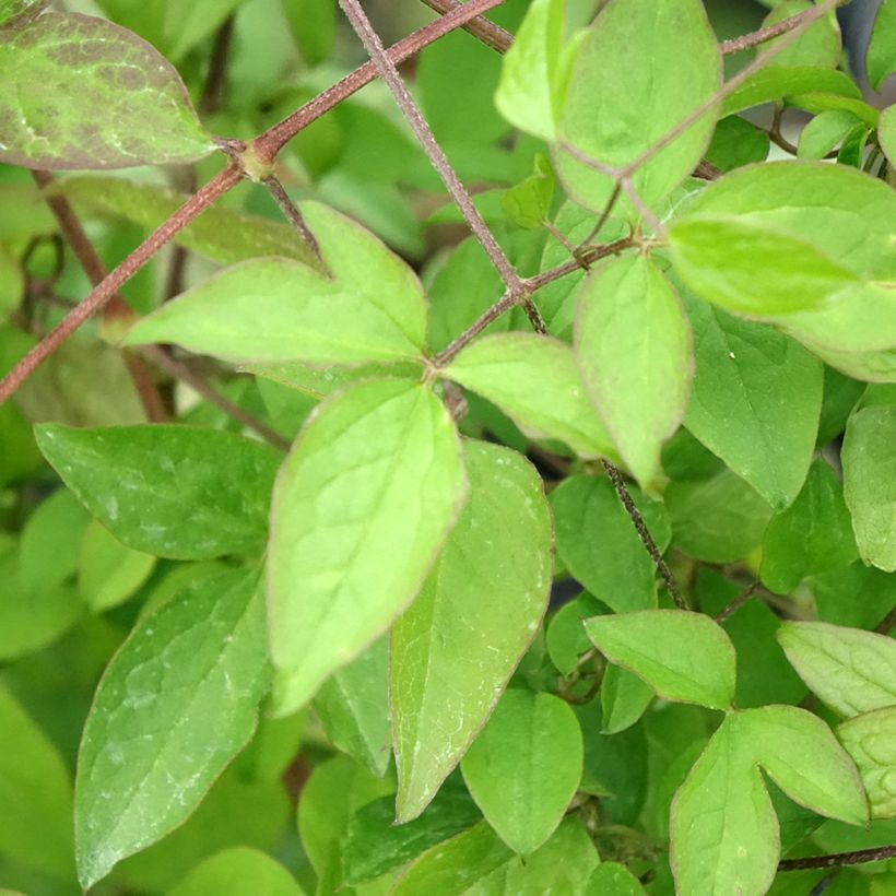 Clematis viticella - Italiaanse clematis (Blad)