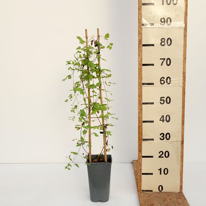 Exemplaar van Clematis viticella Walemburg - Italiaanse clematis Pot van 1,5 l/2 l zoals geleverd in de herfst