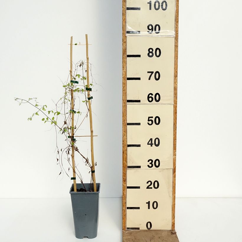 Exemplaar van Clematis viticella Walemburg - Italiaanse clematis Pot van 1,5 l/2 l zoals geleverd in de lente