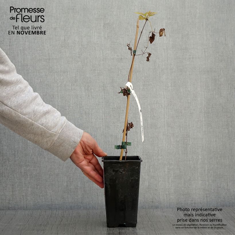 Exemplaar van Clematis viticella Justa - Italiaanse clematis Pot van 1,5 l/2 l zoals geleverd in de herfst