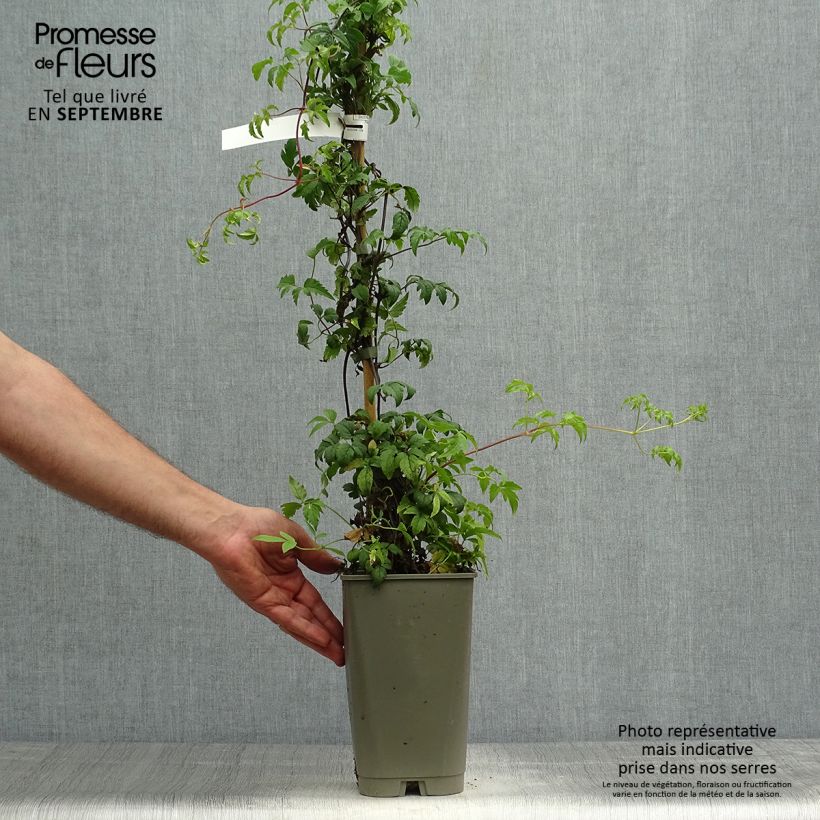 Exemplaar van Clematis Willy - Kleinbloemige clematis Pot van 2 l/3 l zoals geleverd in de herfst