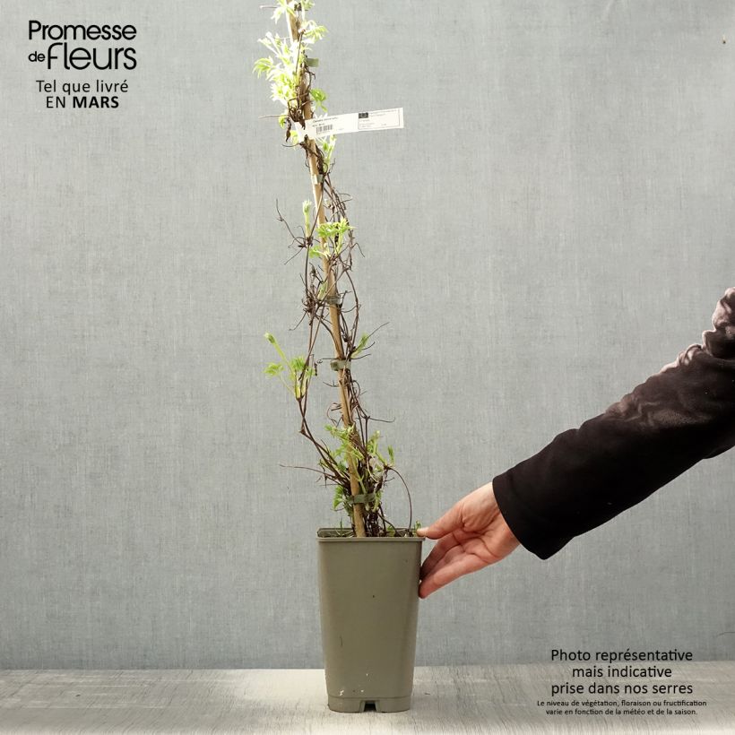 Exemplaar van Clematis Willy - Kleinbloemige clematis Pot van 2 l/3 l zoals geleverd in de lente