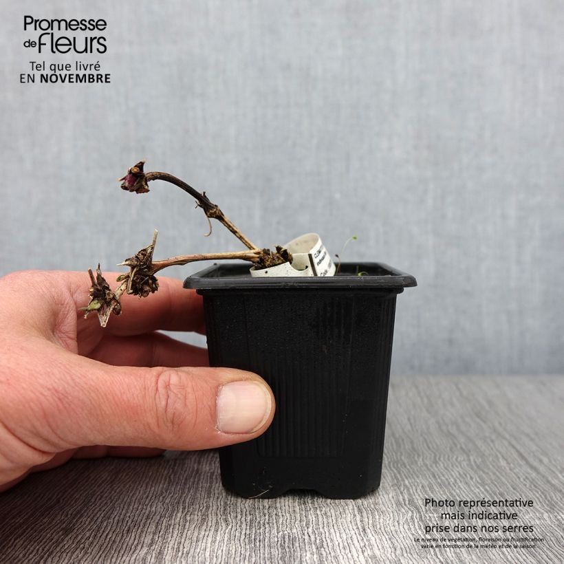 Exemplaar van Clématite macropetala Godet de 8/9 cm zoals geleverd in de herfst