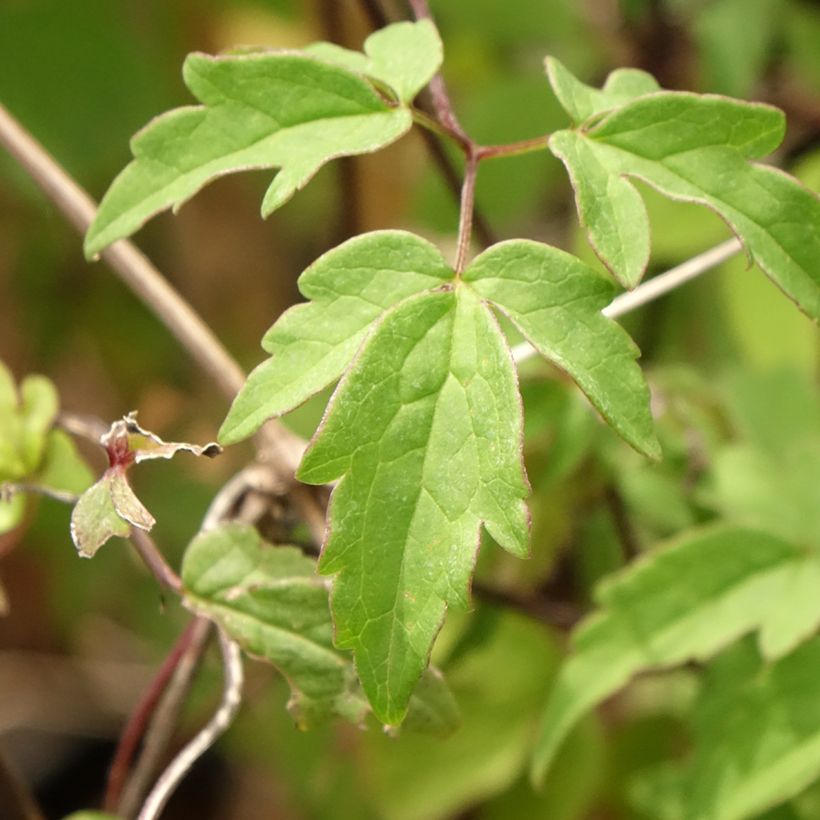 Clematis macropetala - Kleinbloemige clematis (Blad)