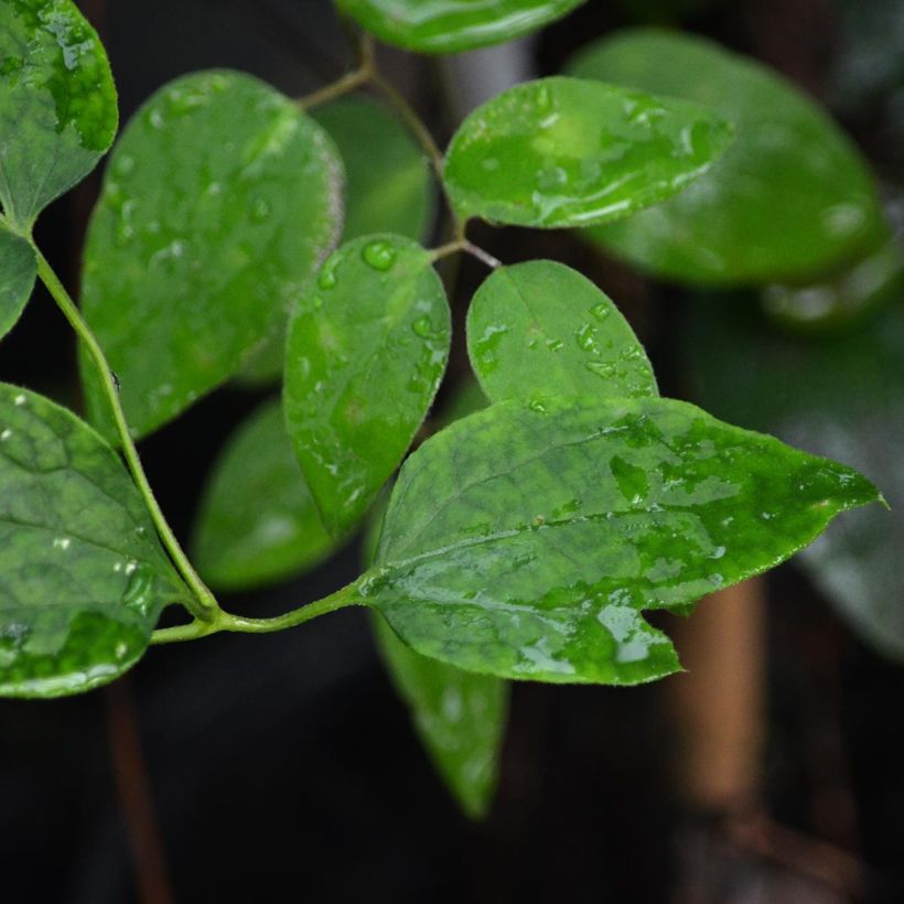 Clematis texensis Mienie Belle - Bosrank (Foliage)
