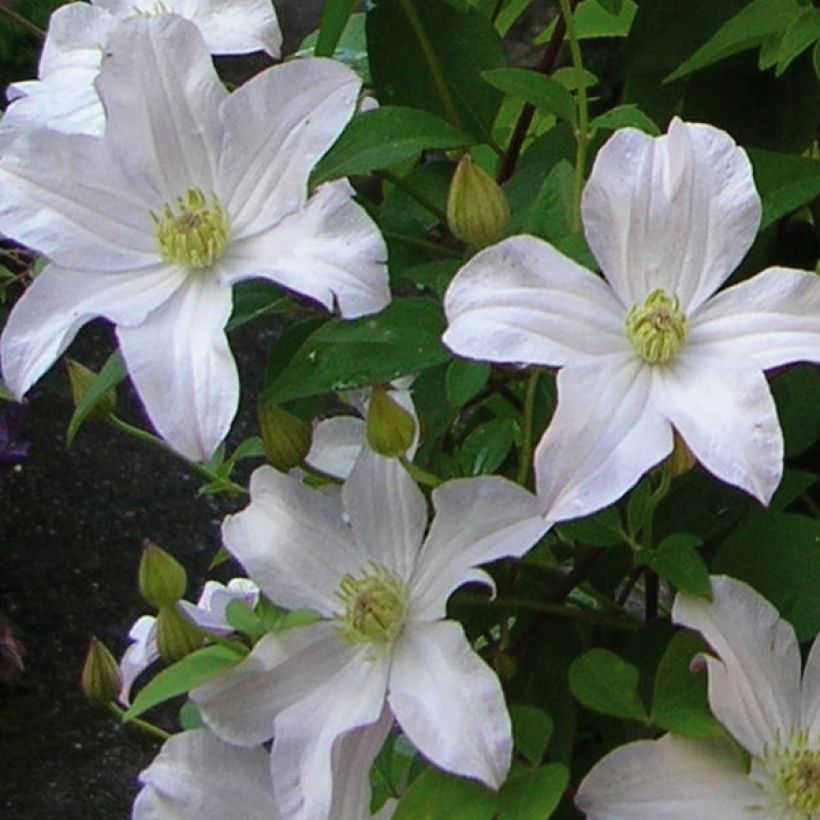 Clematis patens Mme Lecoultre - Bosrank (Flowering)