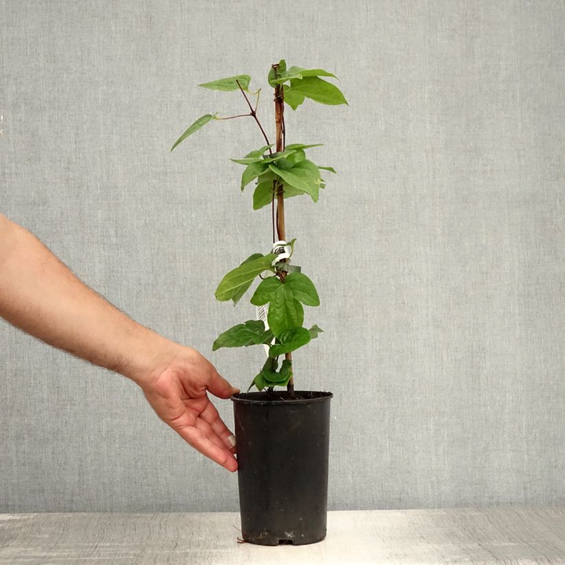 Exemplaar van Clematis patens Mme Lecoultre - Bosrank Pot van 1,5 l/2 l zoals geleverd in de zomer
