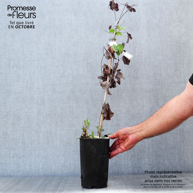 Exemplaar van Clematis patens Mme Lecoultre - Bosrank Pot van 2 l/3 l zoals geleverd in de herfst