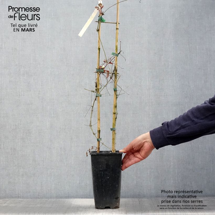 Example of Clematis patens Mme Lecoultre - Bosrank Pot van 2 l/3 l as you get in printemps