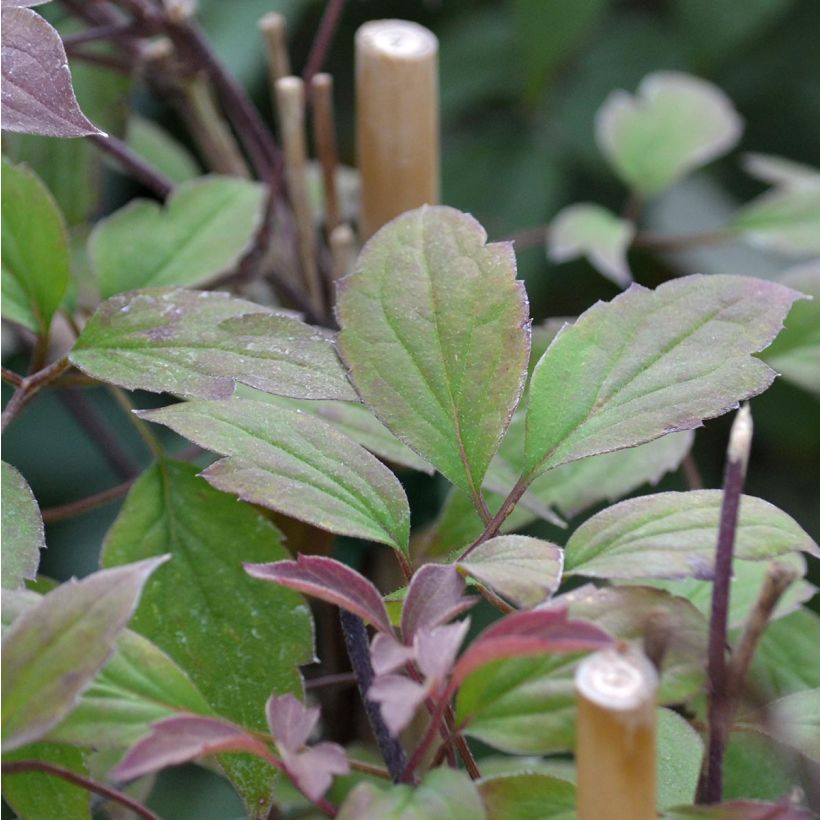 Clematis montana Rosebud - Bergbosrank (Foliage)