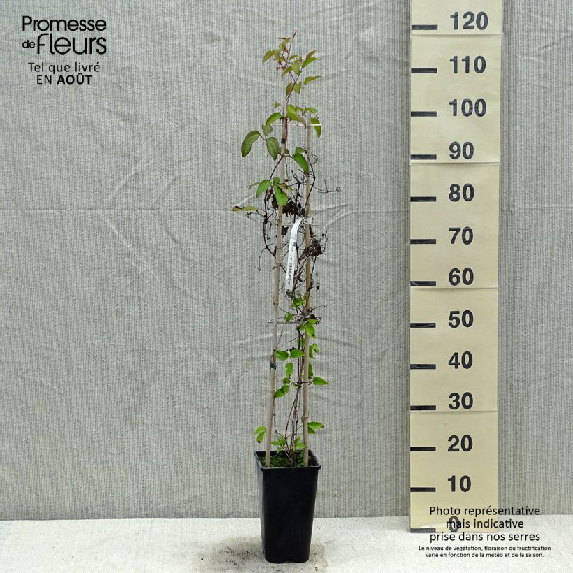 Exemplaar van Clematis Pink Celebration - Grootbloemige clematis Pot van 2 l/3 l zoals geleverd in de zomer