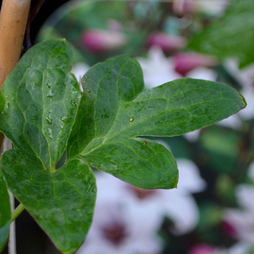 Clematis texensis Princess Kate - Bosrank (Blad)