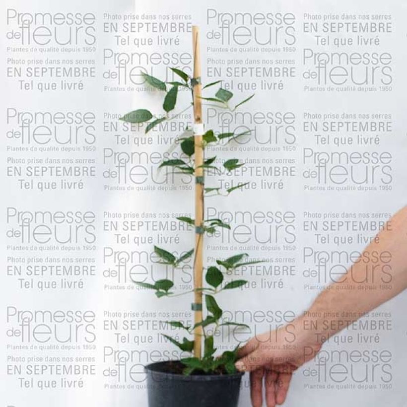 Example of Clematis Prinsesse Alexandra - Grootbloemige clematis Pot van 2 l/3 l as you get