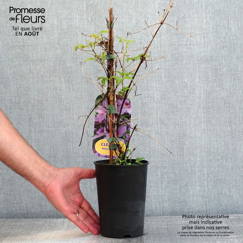 Exemplaar van Clematis Proud Mary - Grootbloemige clematis Pot van 2 l/3 l zoals geleverd in de zomer