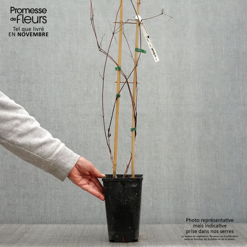 Exemplaar van Clematis Saphyra Nancy  - Struikclematis Pot van 2 l/3 l zoals geleverd in de herfst