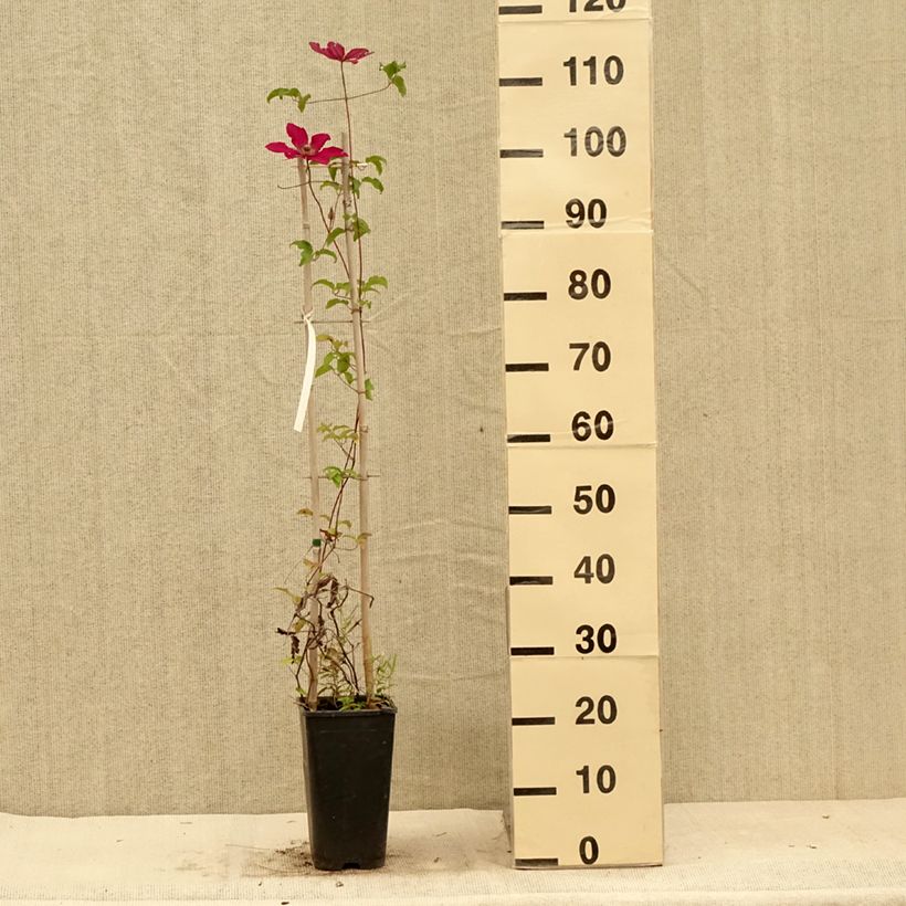 Exemplaar van Clematis Saphyra Nancy  - Struikclematis Pot van 2 l/3 l zoals geleverd in de zomer