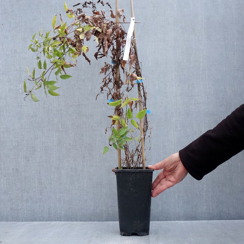 Exemplaar van Clematis Saphyra Violetta - Struikclematis Pot van 2 l/3 l zoals geleverd in de herfst