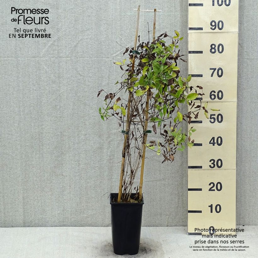 Exemplaar van Clematis Saphyra Violetta - Struikclematis Pot van 2 l/3 l zoals geleverd in de zomer