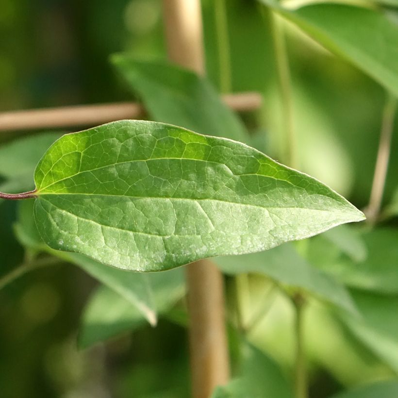Clematis Saphyra Violetta - Struikclematis (Blad)