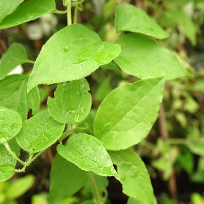 Clematis Sparkler - Grootbloemige clematis (Blad)