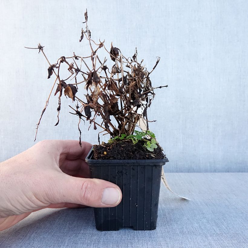 Exemplaar van Clématite tangutica Godet de 8/9 cm zoals geleverd in de winter