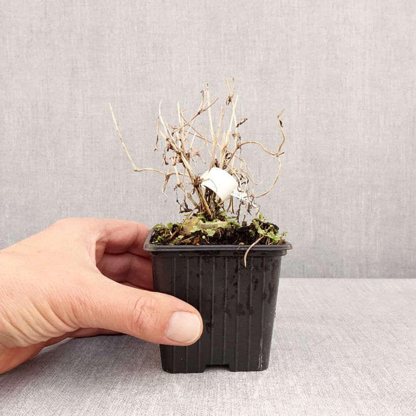 Exemplaar van Clematis tibetana subsp. tangutica - Gouden bosrank Kweekpotje van 8/9 cm zoals geleverd in de lente