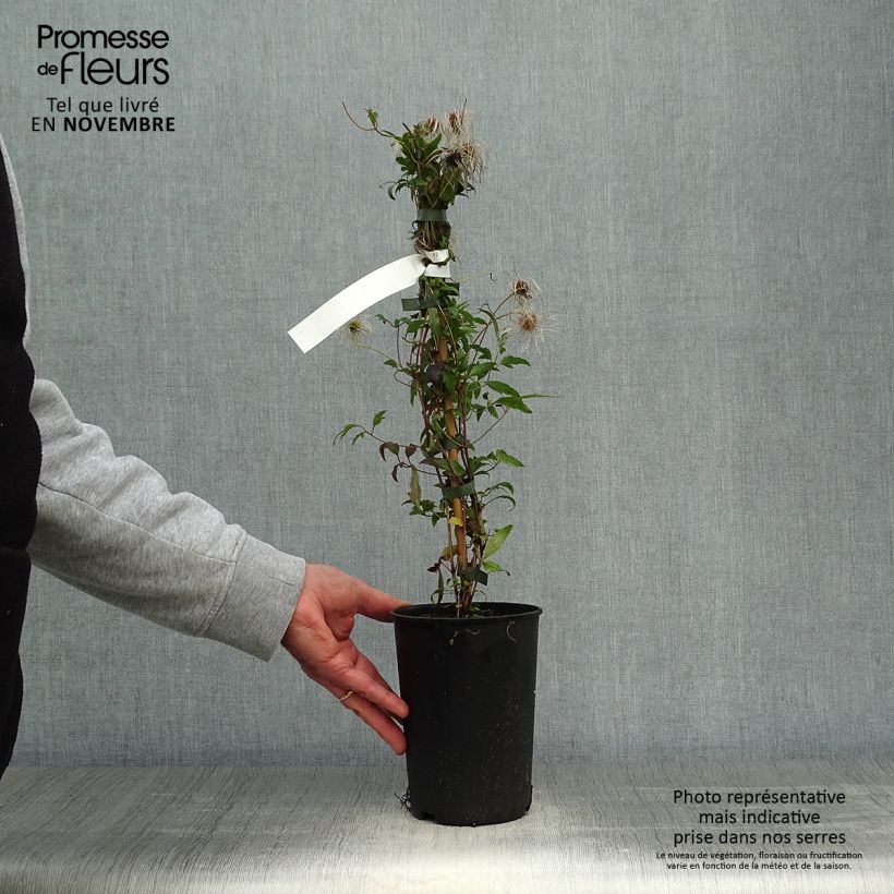 Exemplaar van Clematis tibetana subsp. tangutica - Gouden bosrank Pot van 1,5 l/2 l zoals geleverd in de herfst