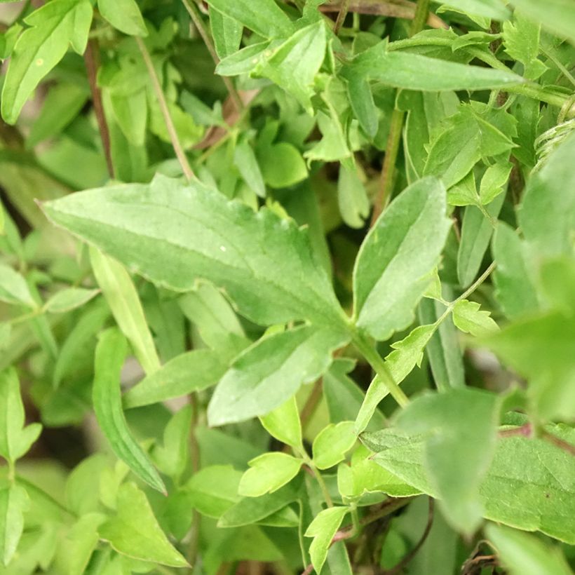 Clematis tibetana subsp. tangutica - Gouden bosrank (Blad)