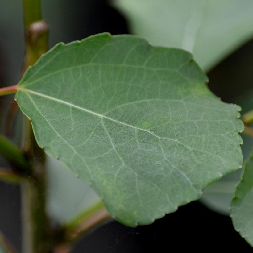 Clematis patens The Vagabond - Bosrank (Foliage)