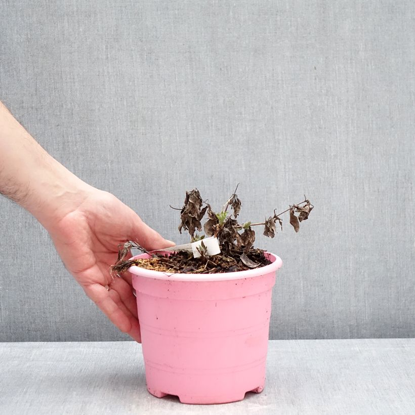 Exemplaar van Clematis Tranquilite - Grootbloemige clematis Pot van 2 l/3 l zoals geleverd in de winter