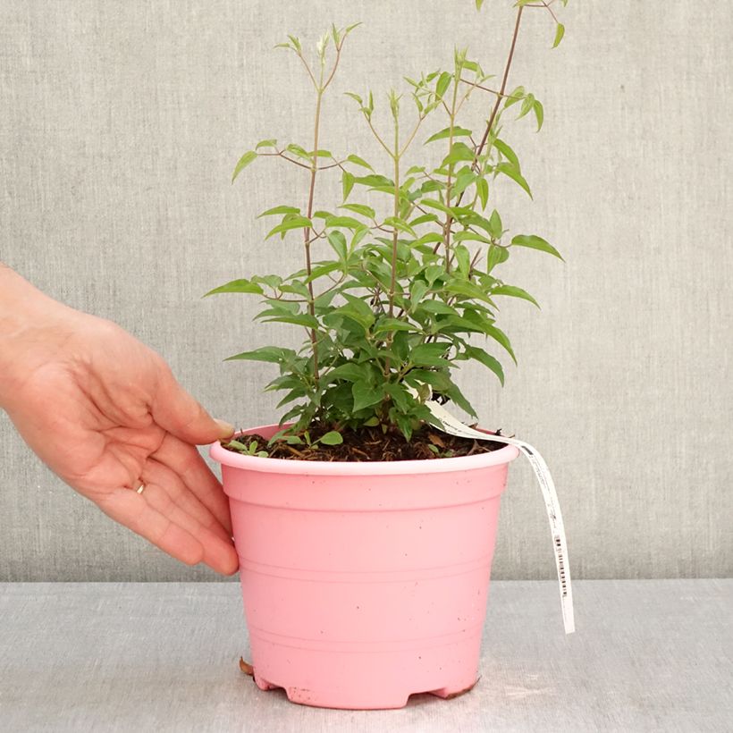 Exemplaar van Clematis Tranquilite - Grootbloemige clematis Pot van 2 l/3 l zoals geleverd in de lente