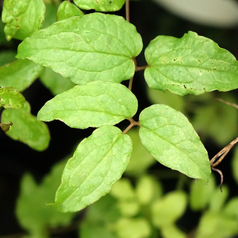Clematis viticella Dark Eyes - Italianaanse clematis (Blad)