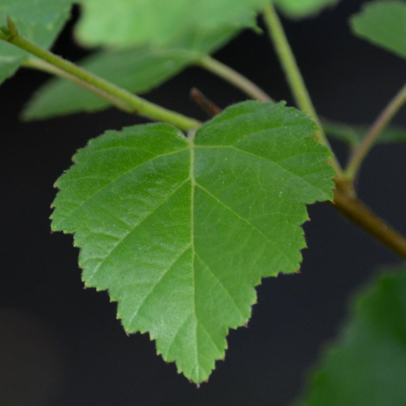 Clematis viticella I am Lady J - Italiaanse clematis (Blad)