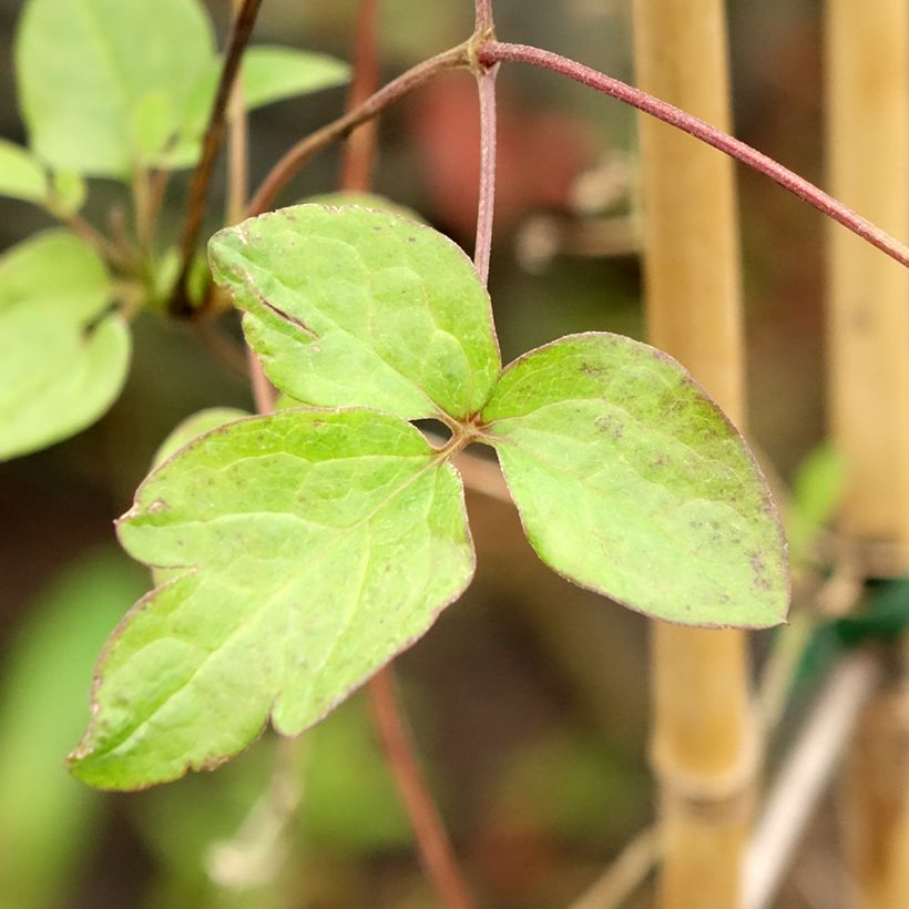 Clematis viticella John Howells - Italiaanse clematis (Blad)