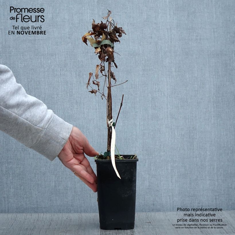 Exemplaar van Clematis viticella Polish Spirit - Italiaanse clematis Pot van 1,5 l/2 l zoals geleverd in de herfst