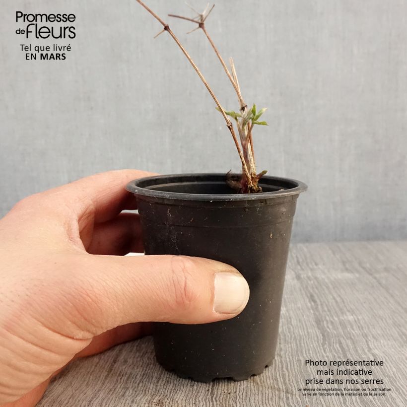 Example of Clematis viticella Purpurea Plena Elegans - Italiaanse clematis Kweekpotje van 8/9 cm as you get in printemps