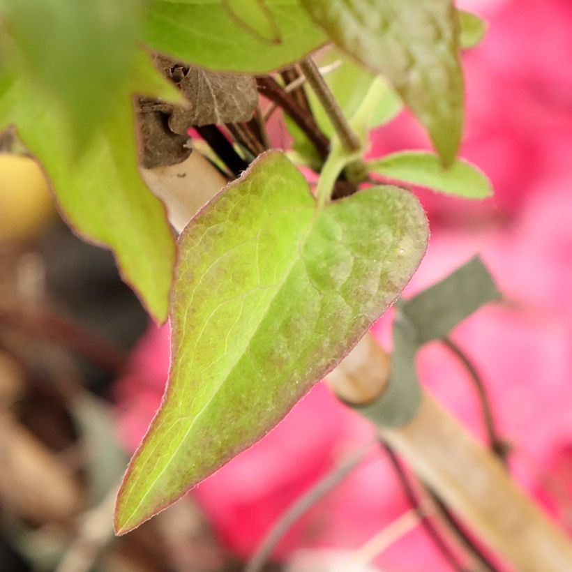 Clematis patens Viva la Vida - Bosrank (Blad)
