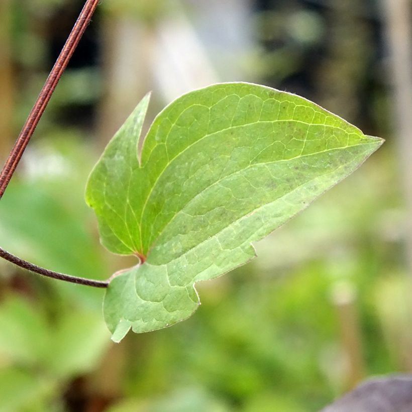 Clematis Vostock - Grootbloemige clematis (Blad)