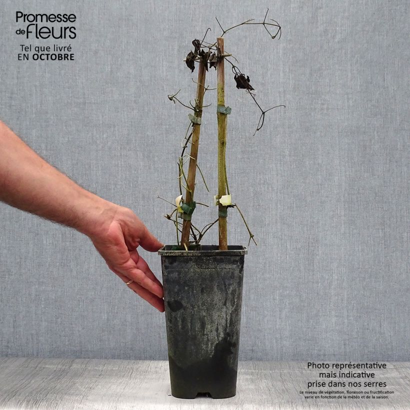 Exemplaar van Clematis Whoopi - Grootbloemige clematis Pot van 2 l/3 l zoals geleverd in de herfst