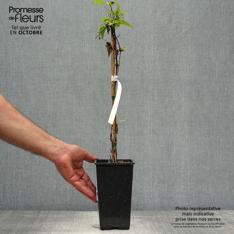 Exemplaar van Clematis Wildfire - Grootbloemige clematis Pot van 1,5 l/2 l zoals geleverd in de herfst
