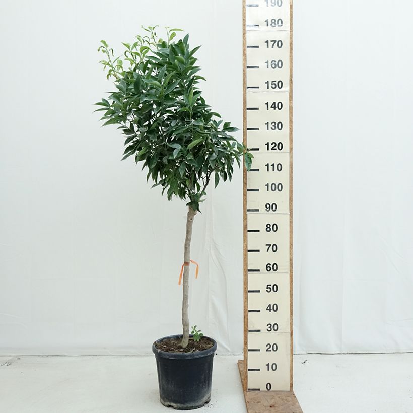 Exemplaar van Clementine - Citrus clementina Pot van 18 l/20 l, Half-hoge stam zoals geleverd in de herfst