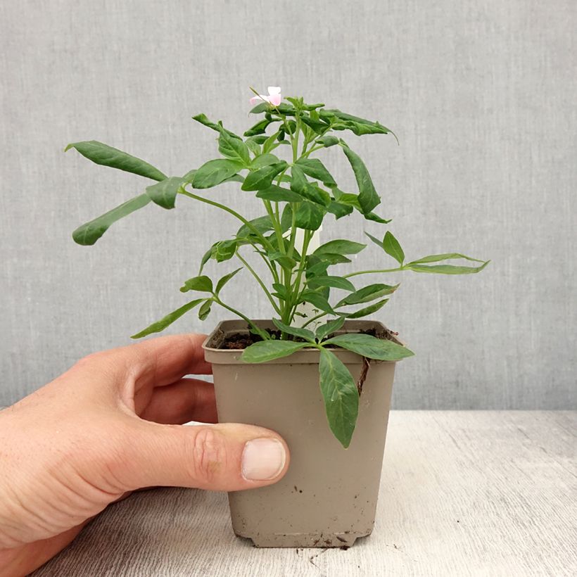 Exemplaar van Cleome Senorita Carolina - Kattensnor Kweekpotje van 8/9 cm zoals geleverd in de lente