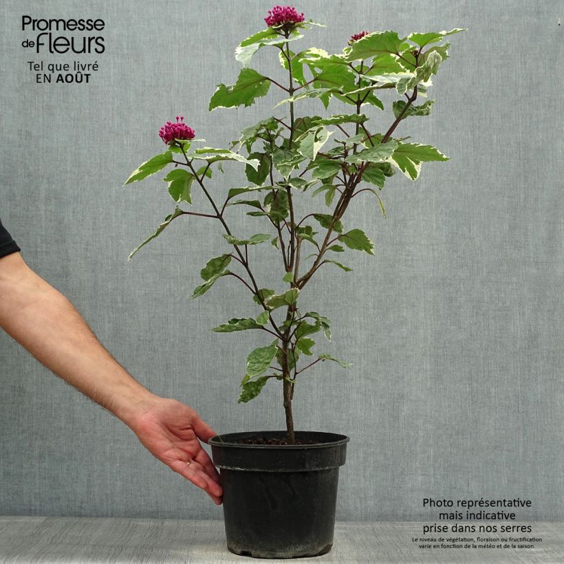 Exemplaar van Clerodendrum bungei Pink Diamond - Pindakaasstruik Pot van 3 l/4 l zoals geleverd in de zomer