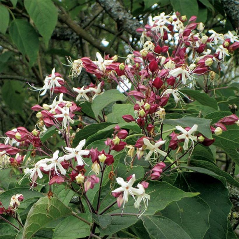 Clerodendrum trichotomum - Kansenboom (Bloei)