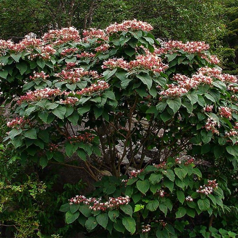 Clerodendrum trichotomum - Kansenboom (Groeiplaats)