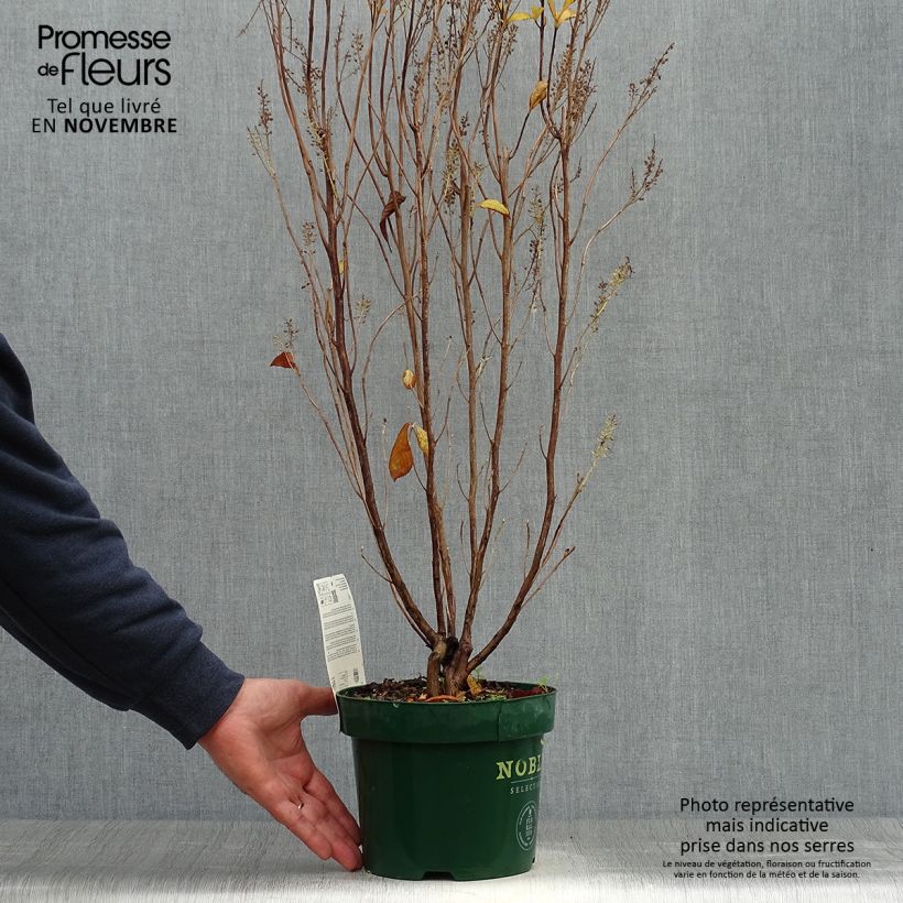 Exemplaar van Clethra alnifolia Anne Bidwell - Schijnels Pot van 2 l/3 l zoals geleverd in de herfst