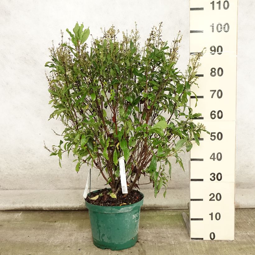 Exemplaar van Clethra alnifolia Anne Bidwell - Schijnels Pot van 7,5 l/10 l zoals geleverd in de zomer