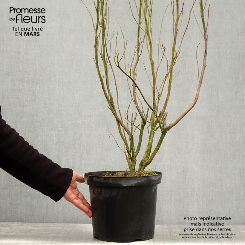 Example of Clethra alnifolia Anne Bidwell - Schijnels Pot van 7,5 l/10 l as you get in printemps