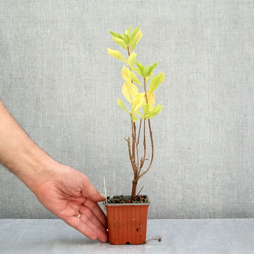 Exemplaar van Clethra alnifolia - Schijnels Kweekpotje van 8/9 cm zoals geleverd in de herfst