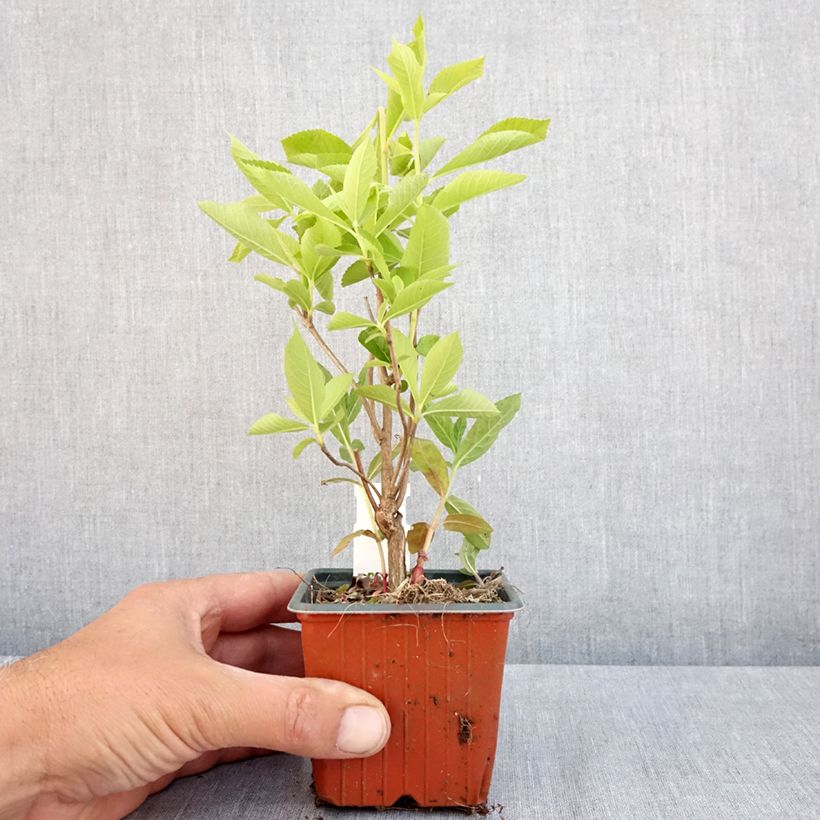 Exemplaar van Clethra alnifolia - Schijnels Kweekpotje van 8/9 cm zoals geleverd in de lente